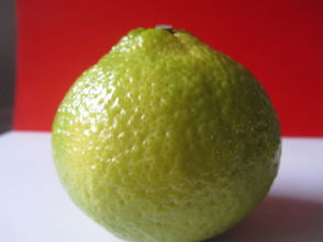 洪江市黔陽紅農產品專業合作社 優質食用農產品批發與供應服務