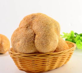 猴頭菇 古田特產養胃佳品，廠家直銷批發