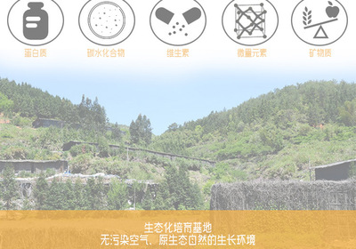 金針菇干貨 無硫農產品，酒店與工廠的優選原料